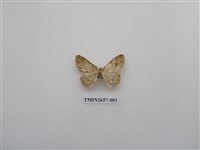 藏品(尺蛾193)的圖片